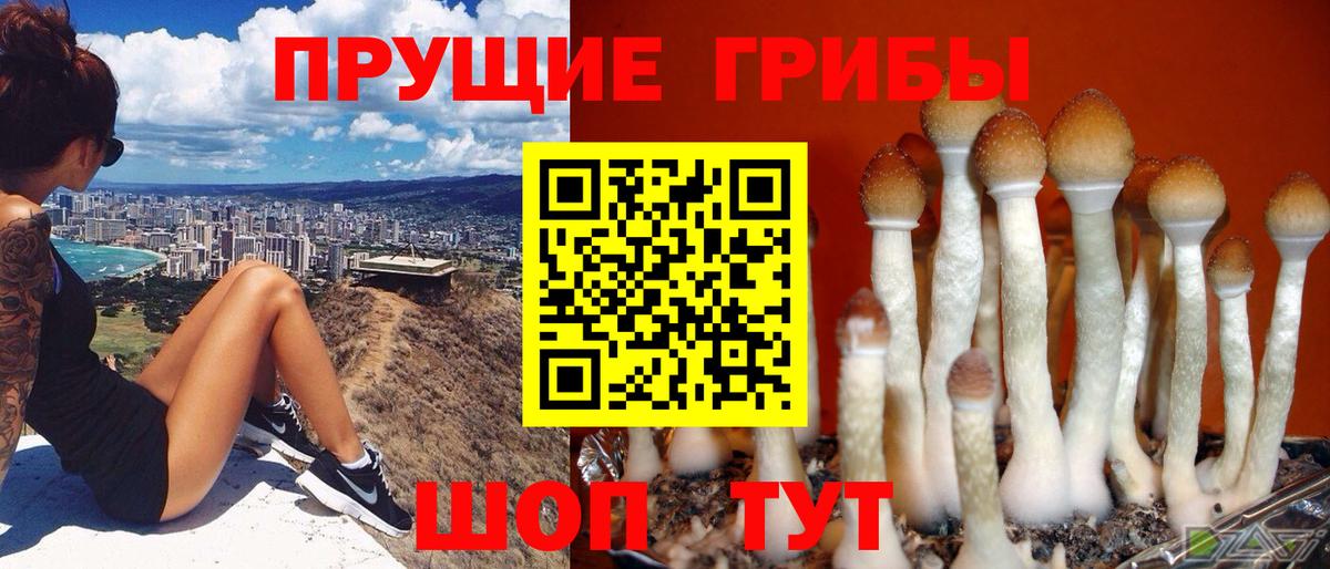 Галлюциногенные грибы GOLDEN TEACHER  Галлюциногенные грибы прущие грибы  Вход с VPN  Алексин 